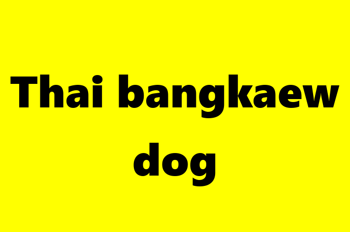 Adopt a Thai bangkaew dog Dog in Chester