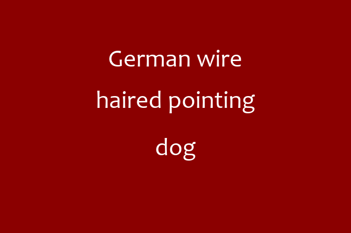 Adopt a Friendly German wire haired pointing dog Dog in Southall