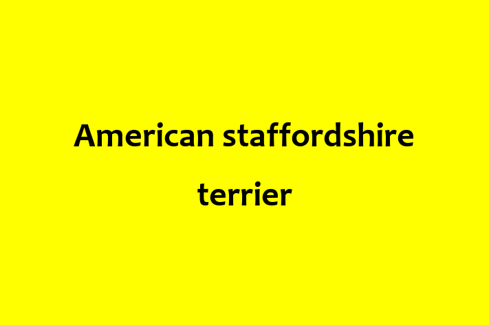 American staffordshire terrier Dog for Sale in Burton on Trent