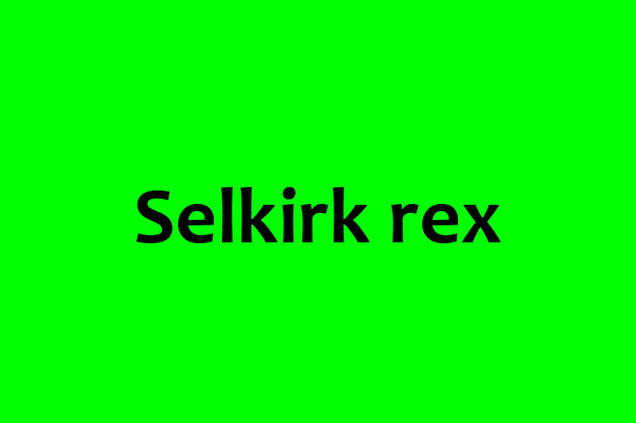 Selkirk rex Cat Available Now in Hampstead