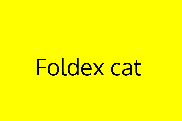 Foldex cat Cat Ready for a Home in Cambridge