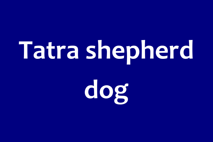 Adopt a Beautiful Tatra shepherd dog Dog in Newtownards