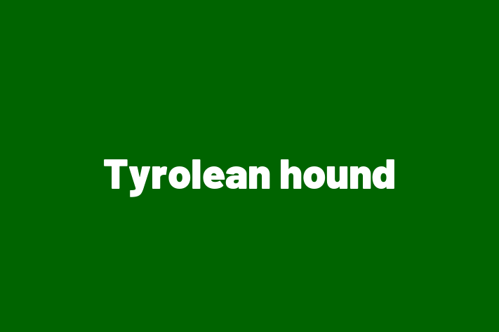 Adopt a Beautiful Tyrolean hound Dog in Basingstoke