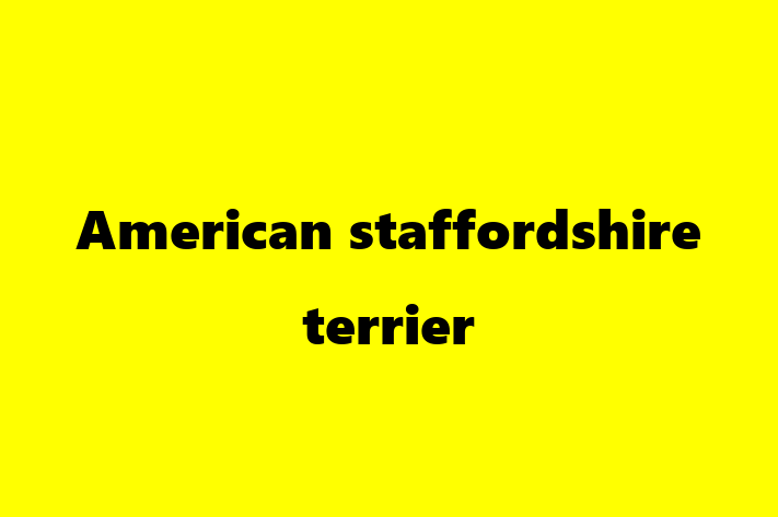 American staffordshire terrier Dog for Sale in Basildon