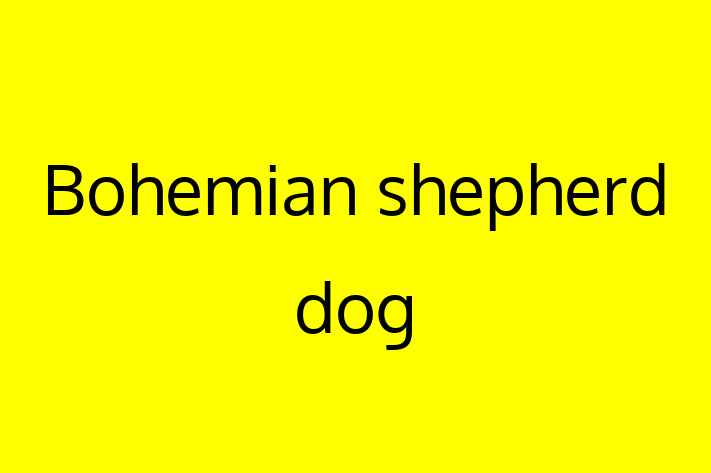 Adopt a Beautiful Bohemian shepherd dog Dog in Yeovil