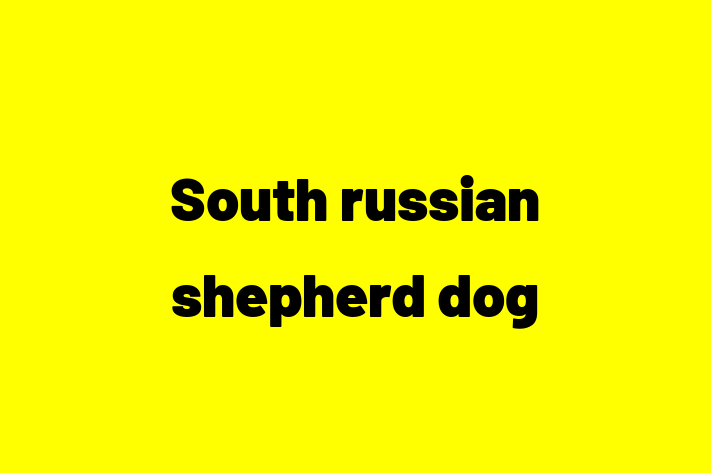 South russian shepherd dog Dog for Sale in Maidstone