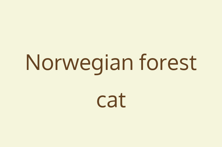 Norwegian forest cat Cat for Sale in Manchester