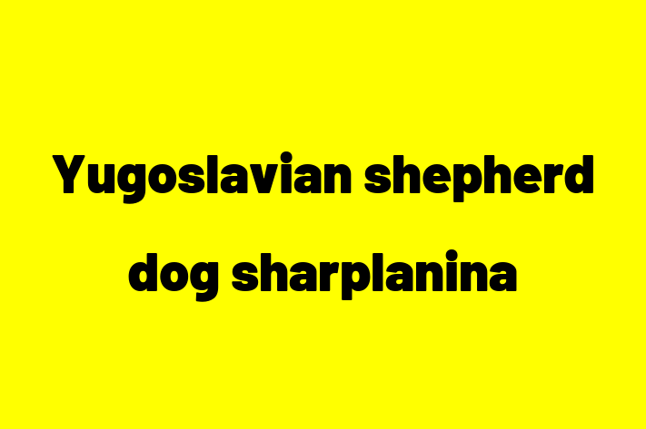 Find Your New Yugoslavian shepherd dog sharplanina Dog in Catford