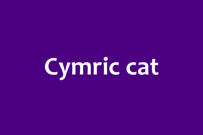 Cymric cat Cat Ready for a Home in Morley