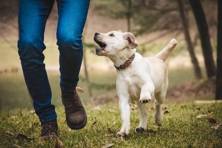 Kent Dog Training