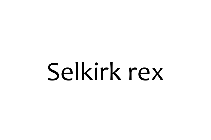 Selkirk rex Cat in Gloucester