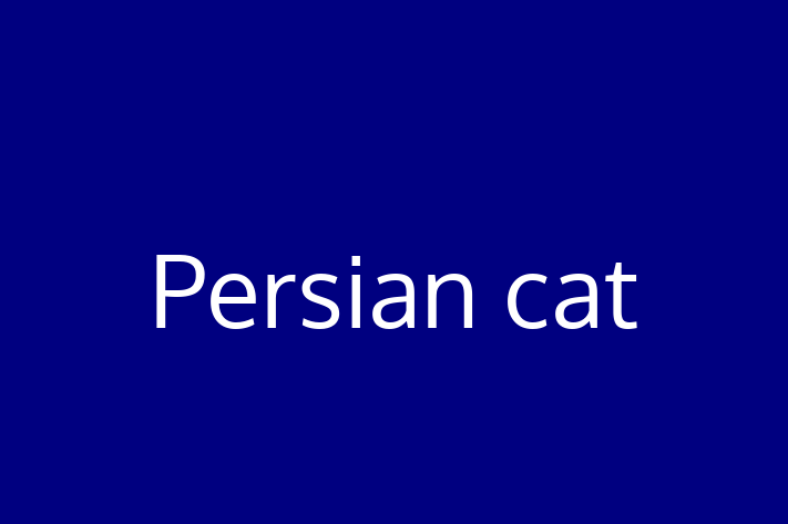 Persian cat Cat in Castleford