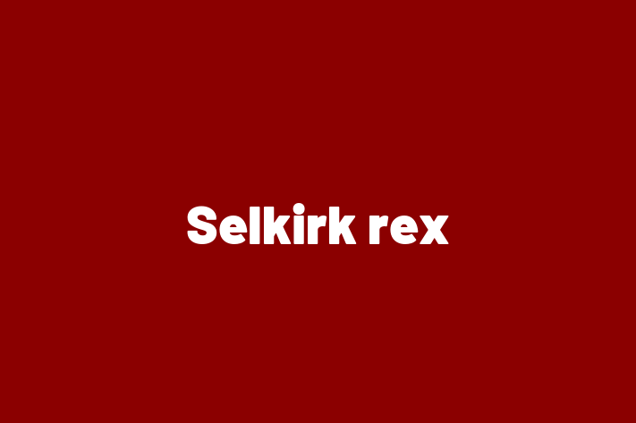 Selkirk rex Cat in Doncaster