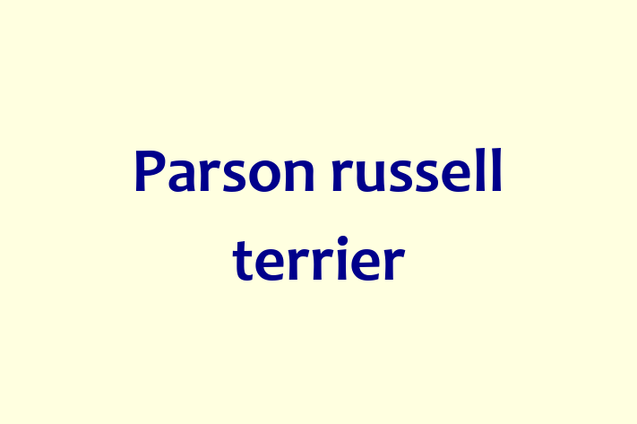 Parson russell terrier Dog for Sale in St Albans