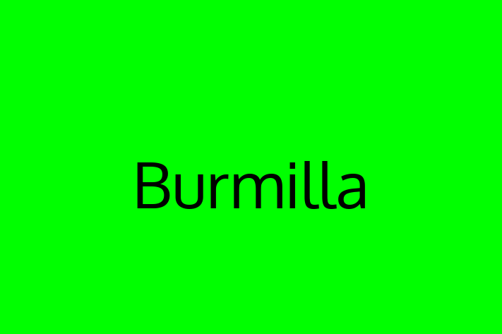 Adopt a Cat Burmilla Available in Little Stanney