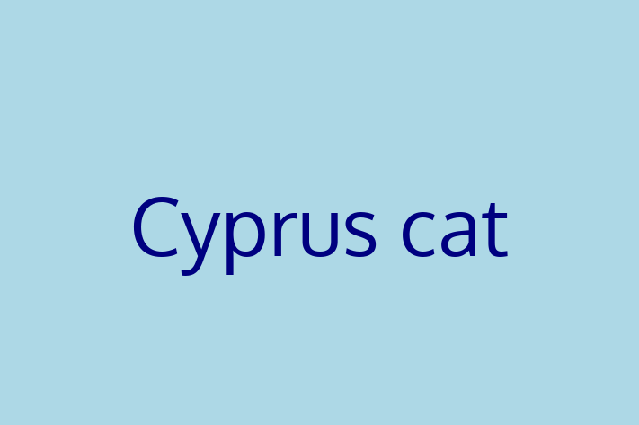 Charming Cyprus cat Cat for Sale in Sale