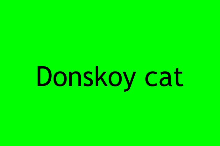 Adopt a Donskoy cat Cat in Warrington