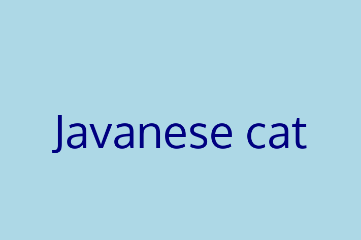 Javanese cat Cat for Sale in Burford