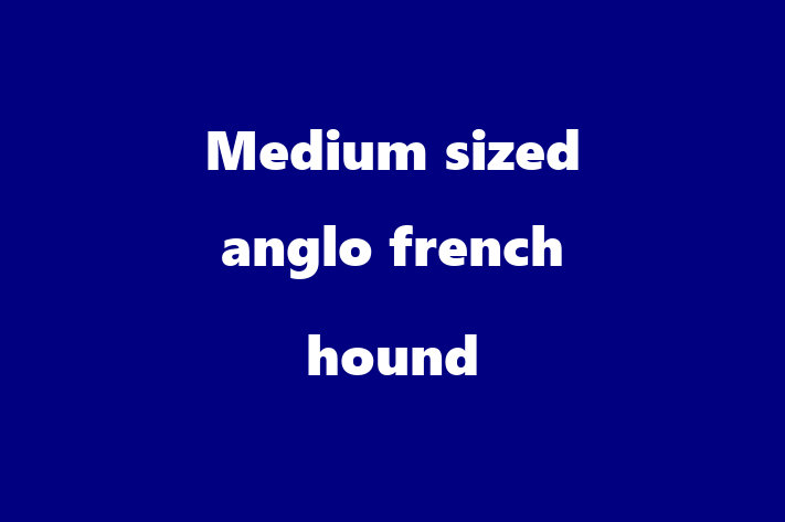 Medium sized anglo french hound Dog Ready for a Home in Blyth