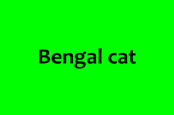 Bengal cat Cat in Uxbridge