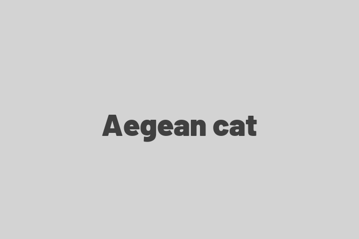 Adopt a Beautiful Aegean cat Cat in Royal Tunbridge Wells