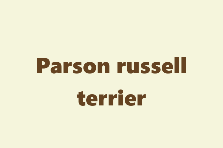 Dog Parson russell terrier for Sale in Basingstoke