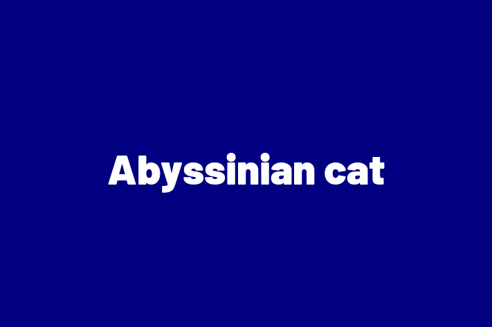 Adopt a Cat Today Abyssinian cat in Oldham