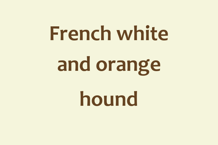 French white and orange hound Dog in Ormskirk