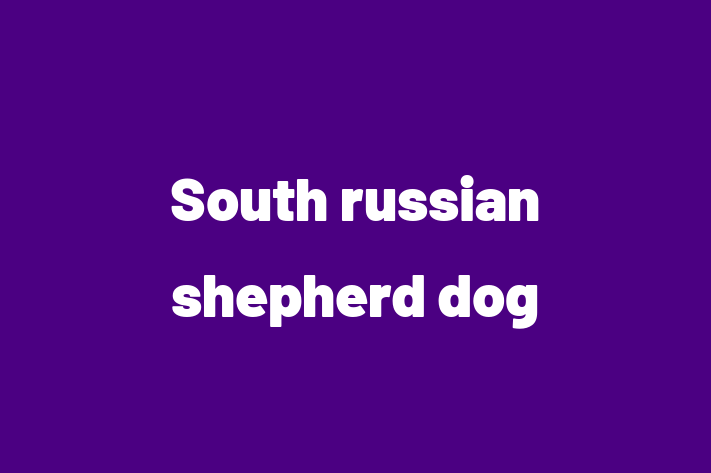 Adopt a Dog South russian shepherd dog Available in Sutton