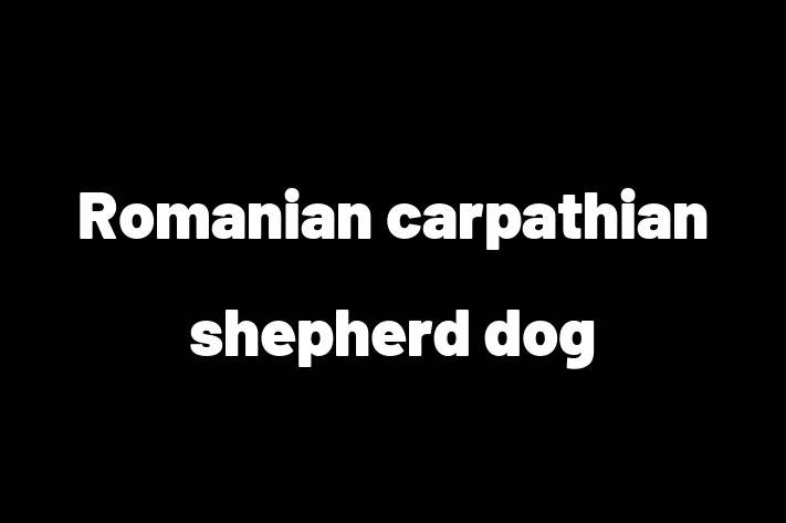 Charming Romanian carpathian shepherd dog Dog for Sale in Wickford