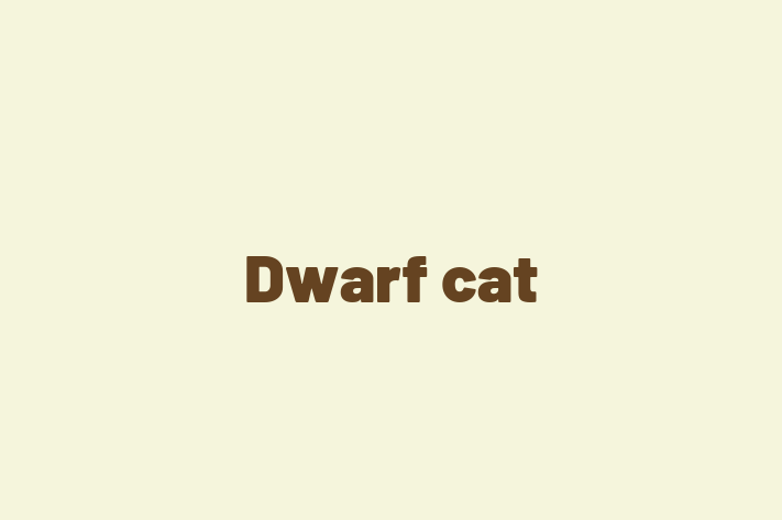 Dwarf cat Cat PuppiesKittens for Sale in Swansea