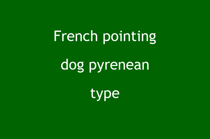 Adopt a Beautiful French pointing dog pyrenean type Dog in Andover