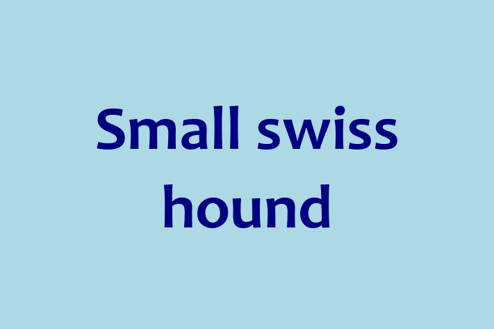 Find Your New Small swiss hound Dog in Warrington