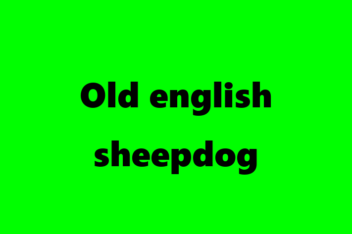 Adopt a Beautiful Old english sheepdog Dog in Salford