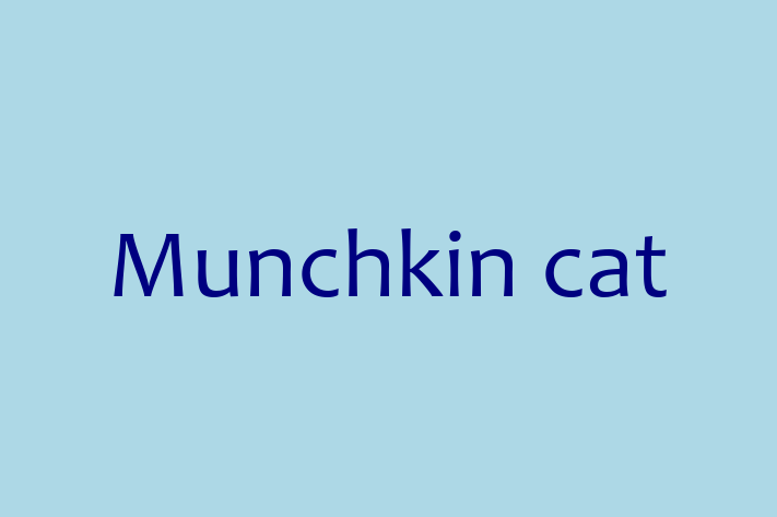 Munchkin cat Cat for Sale in Hinckley