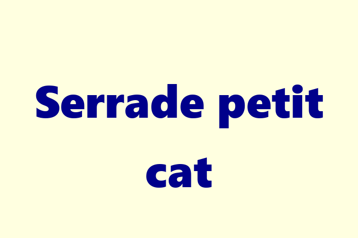 Serrade petit cat Cat Ready for a Home in Swale