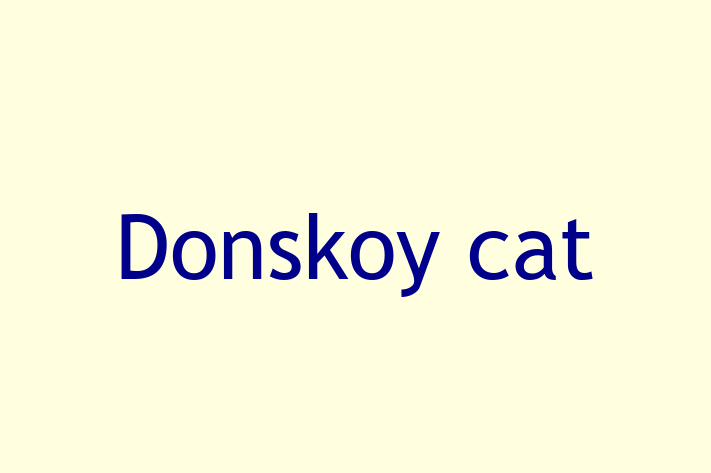 Donskoy cat for Sale in Sunderland