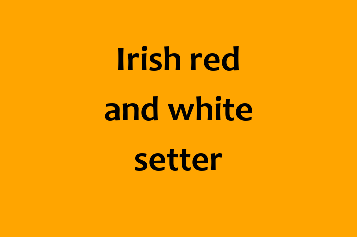 Adopt a Irish red and white setter Dog in Leeds