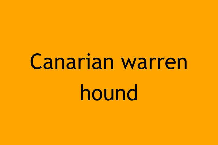 Canarian warren hound Dog Ready for a Home in Rowley Regis