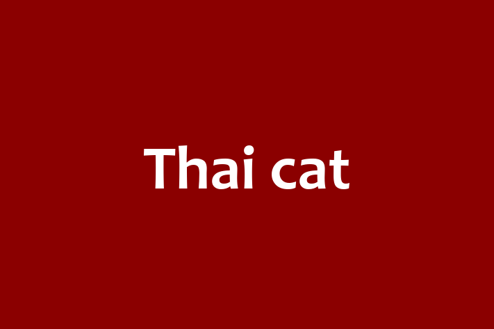 Thai cat Cat in Royal Tunbridge Wells Ready for a New Home