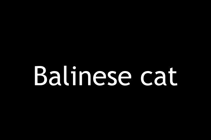 Adopt a Beautiful Balinese cat Cat in Aylesbury