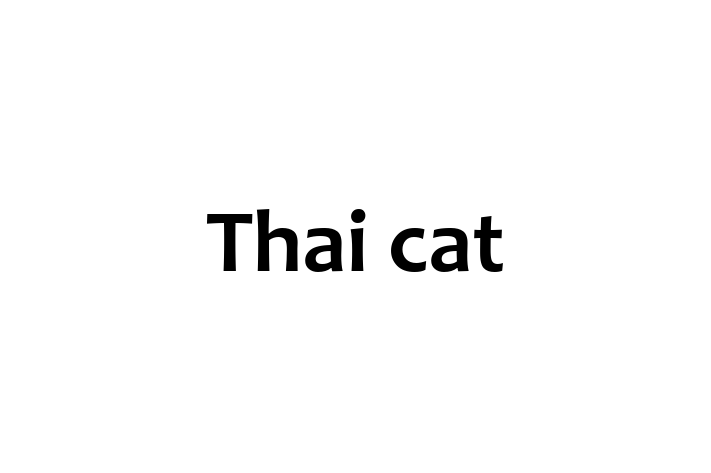 Adopt a Beautiful Thai cat Cat in Coulsdon