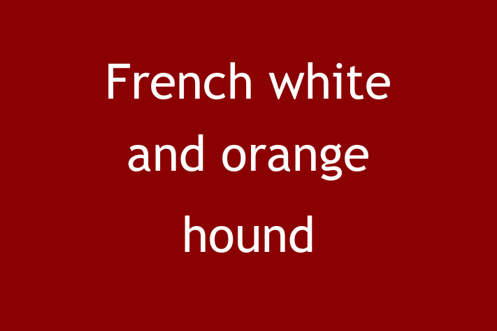 French white and orange hound Dog for Sale in Rugby