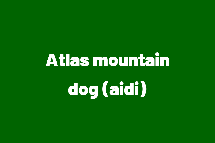 Atlas mountain dog aidi Dog in Nottingham Ready for a New Home