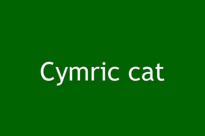 Cymric cat Cat Available Now in Chester