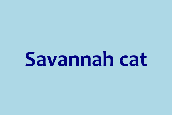 Savannah cat for Sale in Belfast