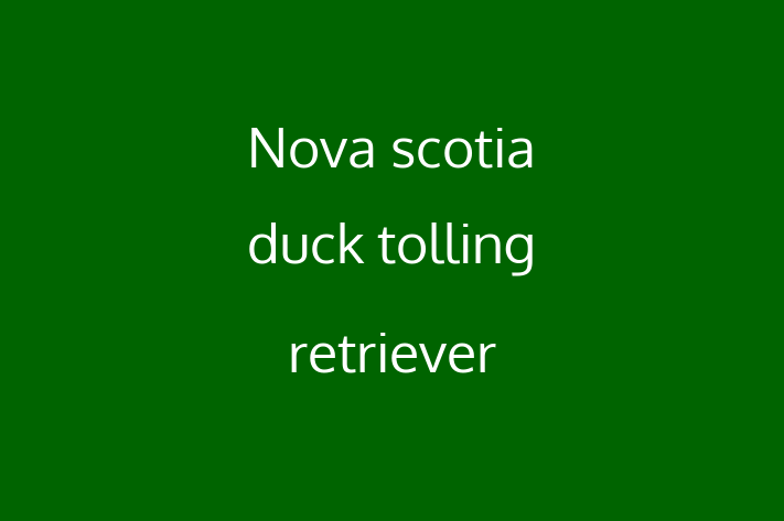 Nova scotia duck tolling retriever Dog in Norwich