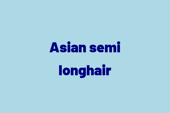 Asian semi longhair Cat for Sale in Reading