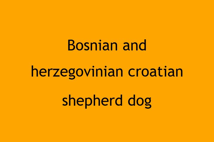 Bosnian and herzegovinian croatian shepherd dog Dog Available Now in Mitcham