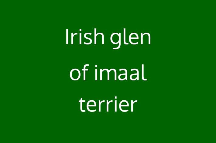 Meet Your New Irish glen of imaal terrier Dog in London Borough Of Islington